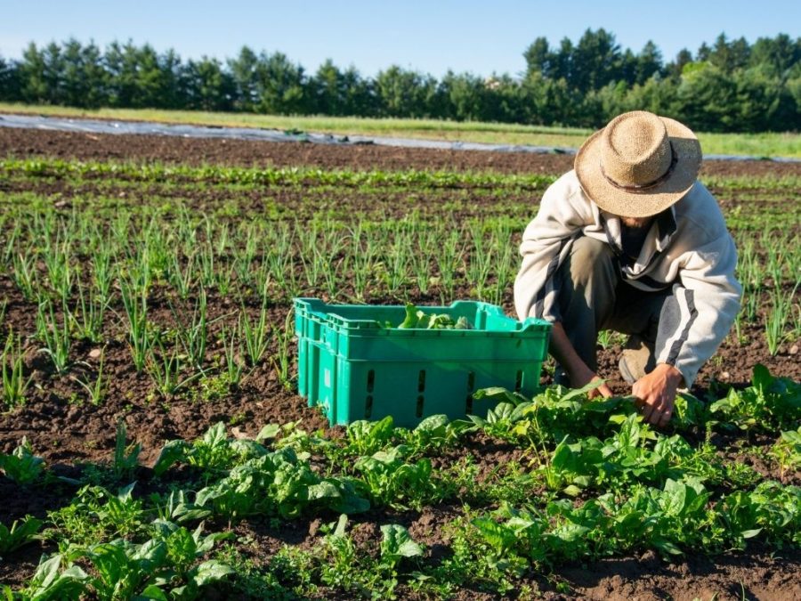 Environmental Impact of Organic Farming