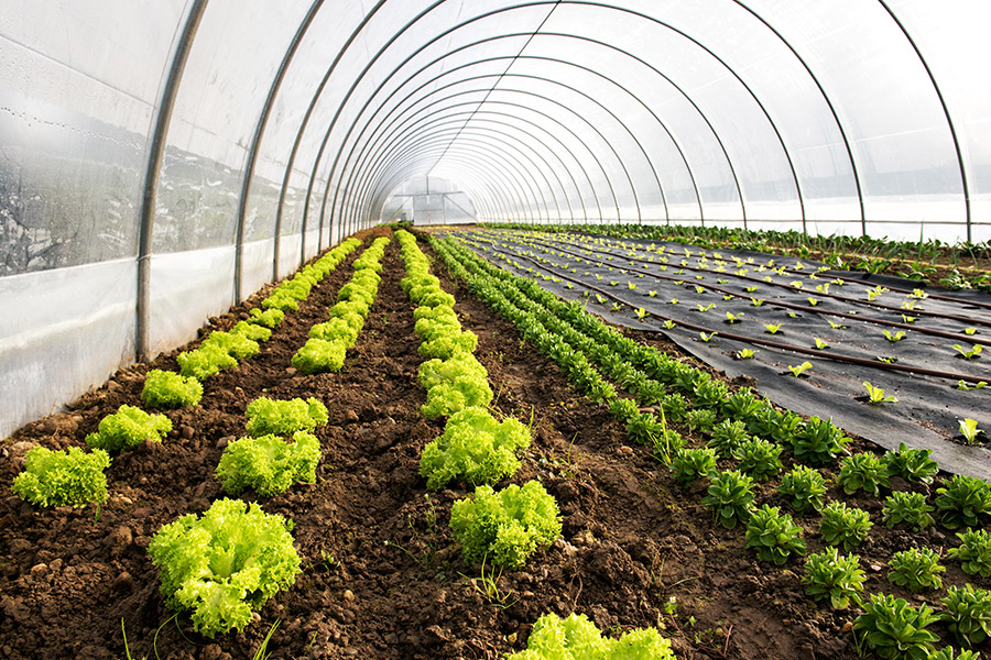 Sustainability: Organic vs Conventional Agriculture